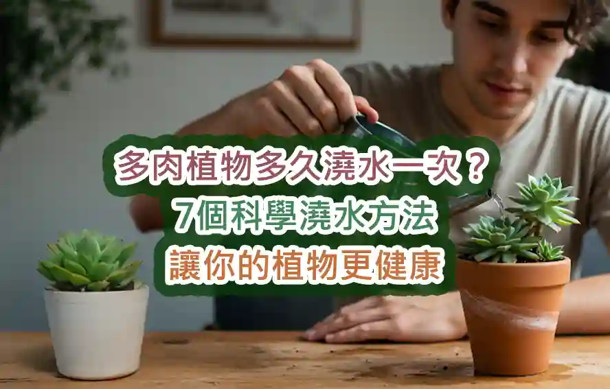 多肉植物多久澆水一次?7個科學澆水方法讓你的植物更健康