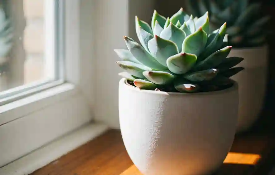 多肉植物曬太陽