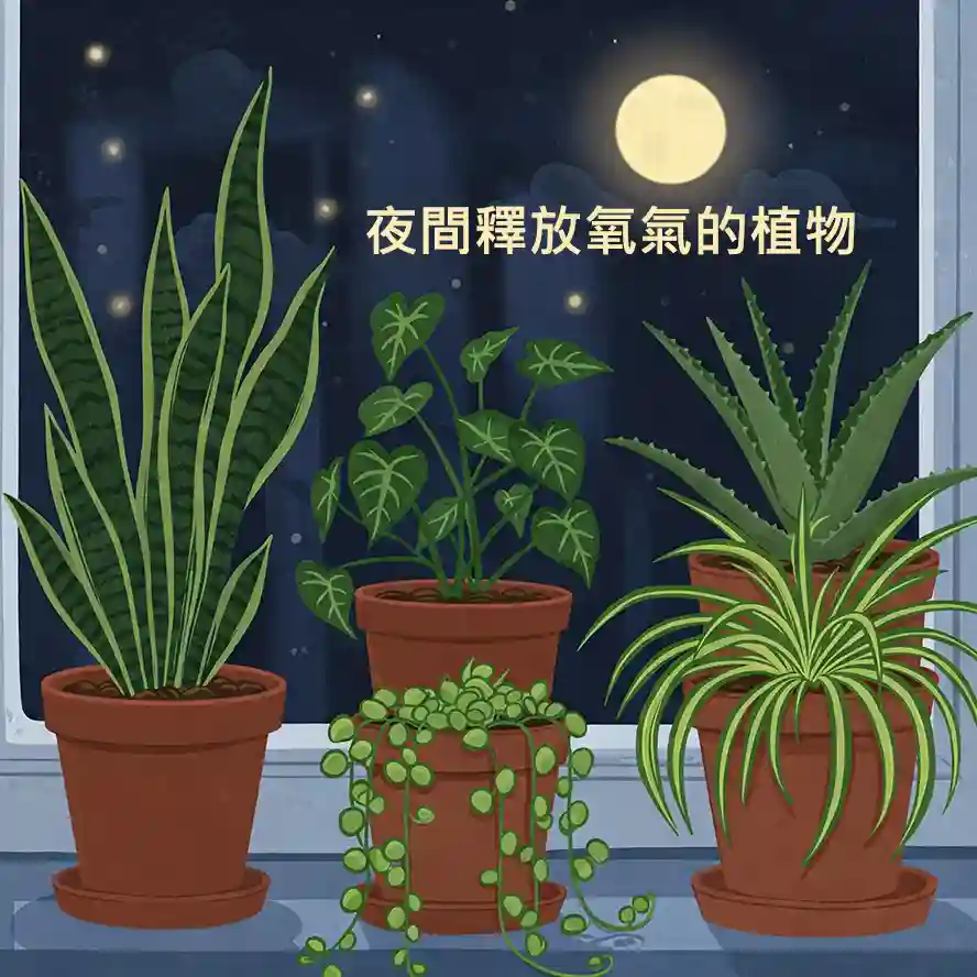 熱門夜間釋放氧氣的多肉植物