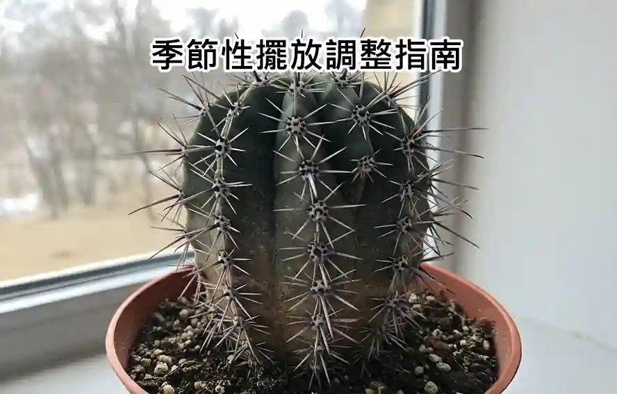 季節性擺放調整指南