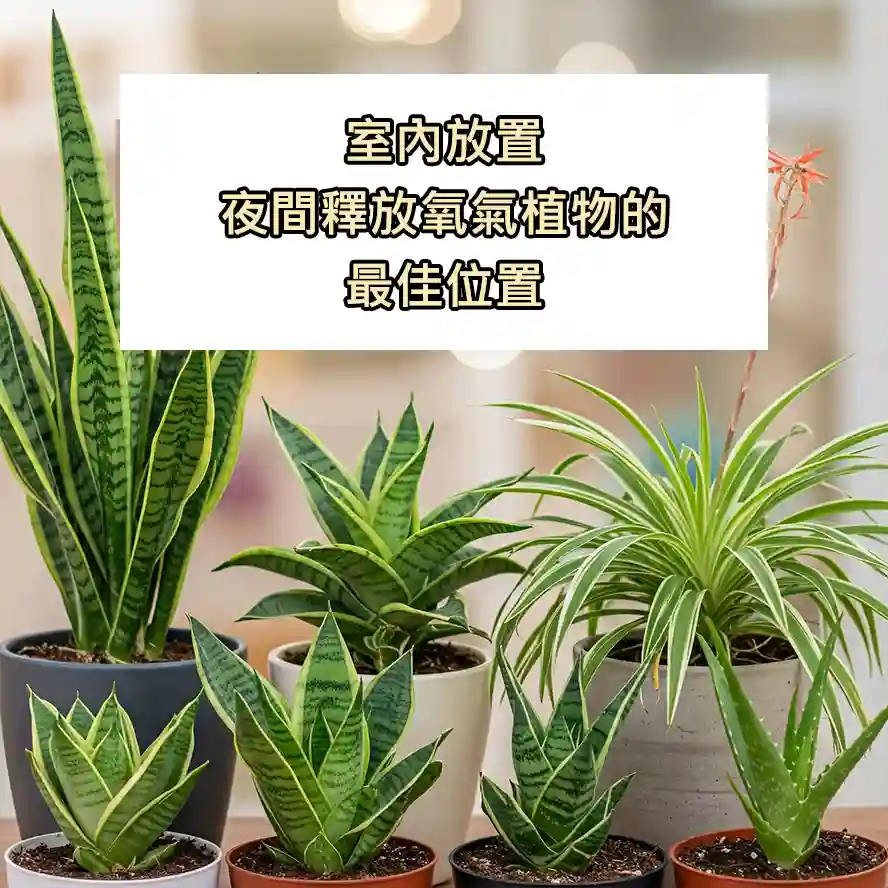 室內放置夜間釋放氧氣植物的最佳位置
