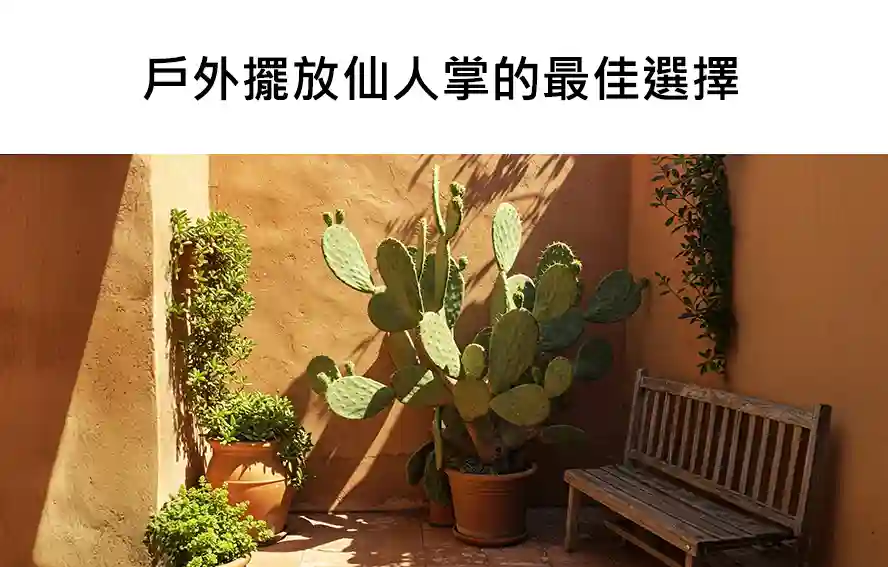 戶外擺放仙人掌的最佳選擇