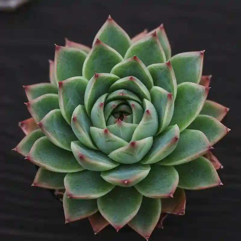 景天科多肉之王:echeveria 姬星美人