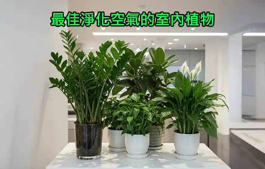 最佳淨化空氣的室內植物