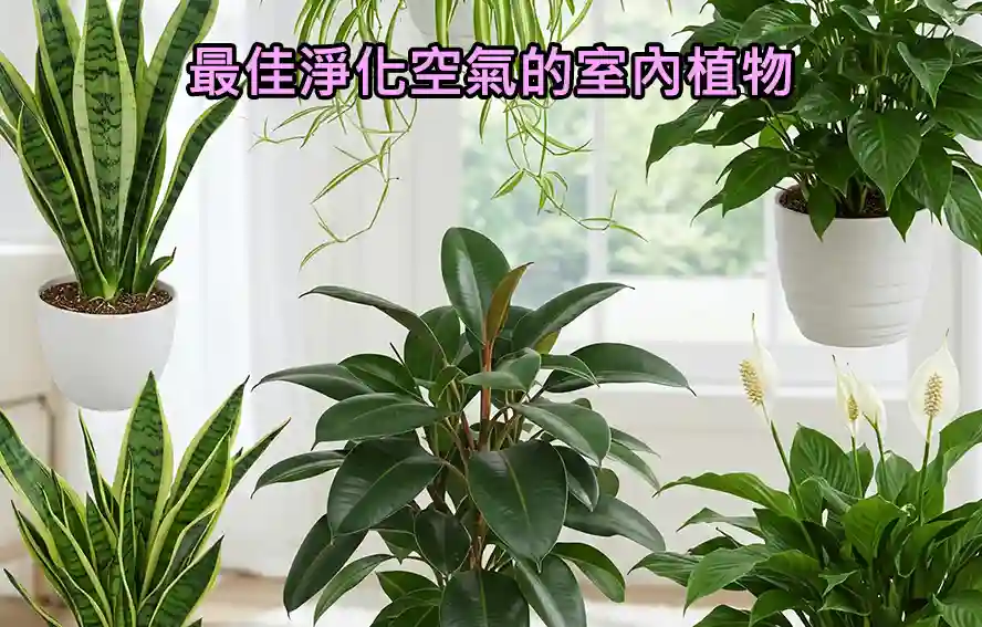 最佳淨化空氣的室內植物
