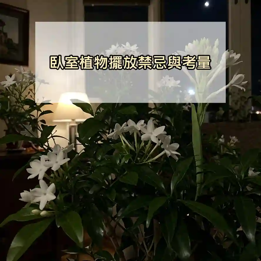 臥室植物擺放禁忌與考量