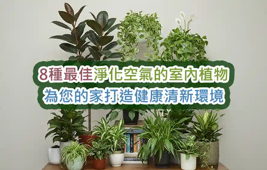 8種最佳淨化空氣的室內植物：為您的家打造健康清新環境