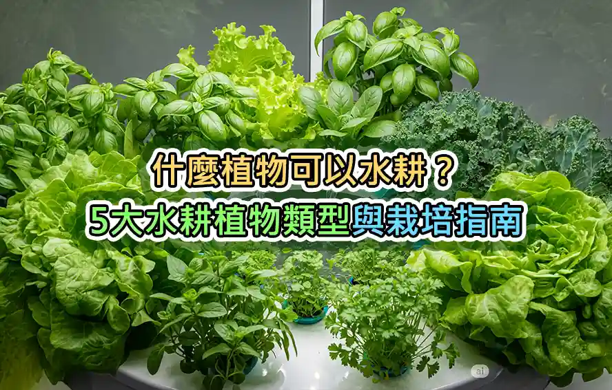 什麼植物可以水耕?5大水耕植物類型與栽培指南