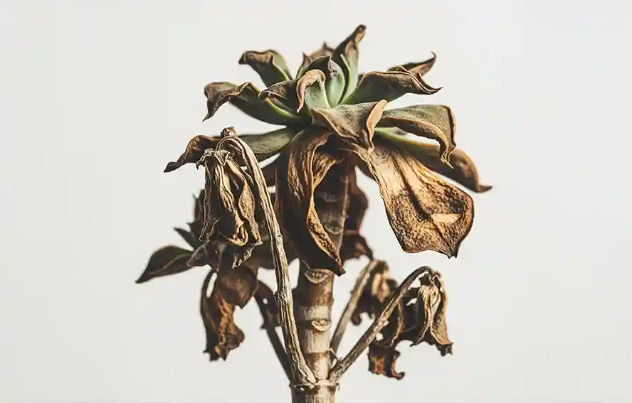 多肉植物枯萎急救:6招立即行動方案