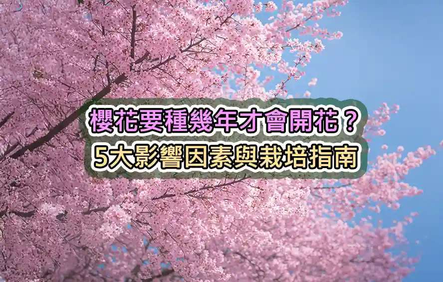 櫻花要種幾年才會開花?5大影響因素與栽培指南