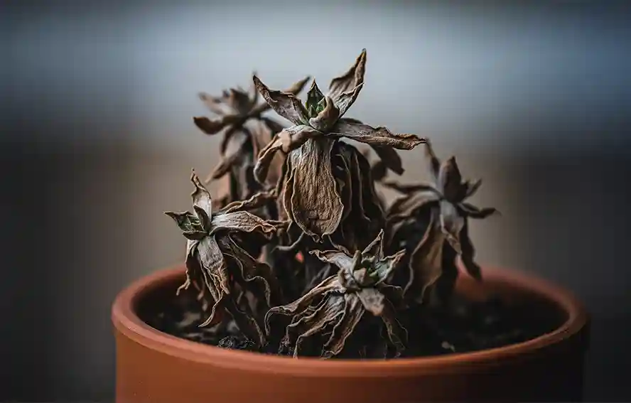 讓枯萎多肉植物起死回生的特殊技巧