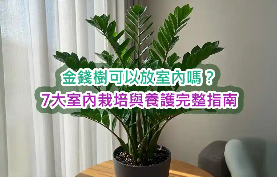 金錢樹可以放室內嗎?7大室內栽培與養護完整指南