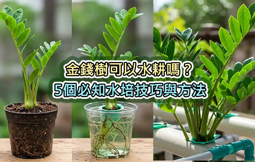 金錢樹可以水耕嗎？5個必知水培技巧與方法