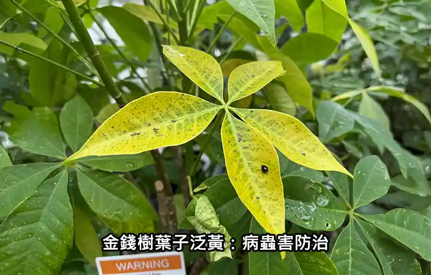 金錢樹葉子泛黃:病蟲害防治
