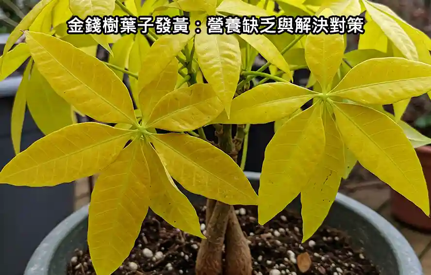 金錢樹葉子發黃:營養缺乏與解決對策