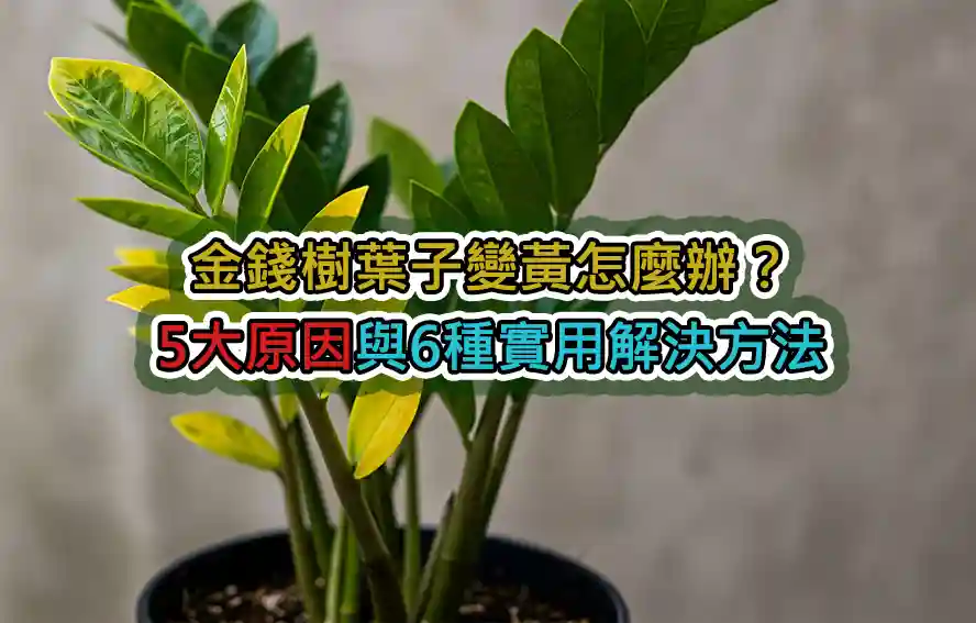 金錢樹葉子變黃怎麼辦?5大原因與6種實用解決方法