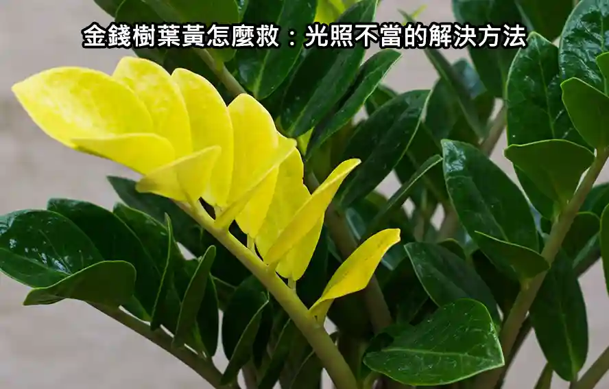 金錢樹葉黃怎麼救:光照不當的解決方法