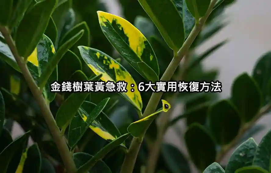 金錢樹葉黃急救:6大實用恢復方法