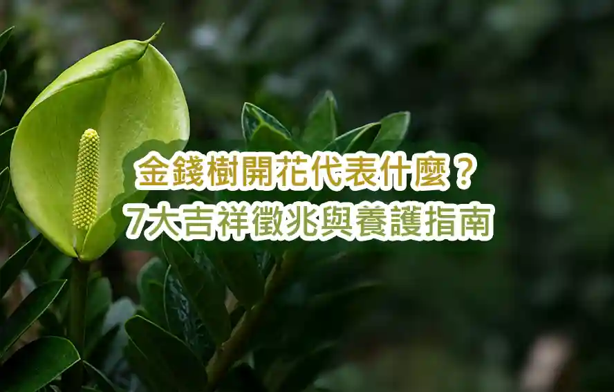 金錢樹開花代表什麼？7大吉祥徵兆與養護指南