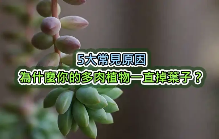 5大常見原因：為什麼你的多肉植物一直掉葉子？