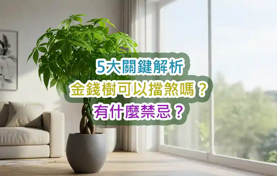 5大關鍵解析：金錢樹可以擋煞嗎？有什麼禁忌？