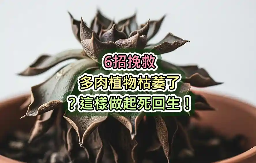 6招挽救:多肉植物枯萎了?這樣做起死回生!