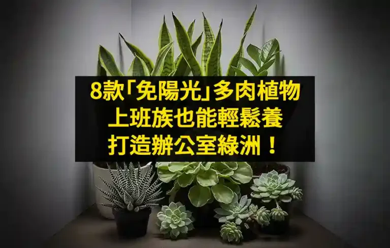 8款「免陽光」多肉植物：上班族也能輕鬆養，打造辦公室綠洲！