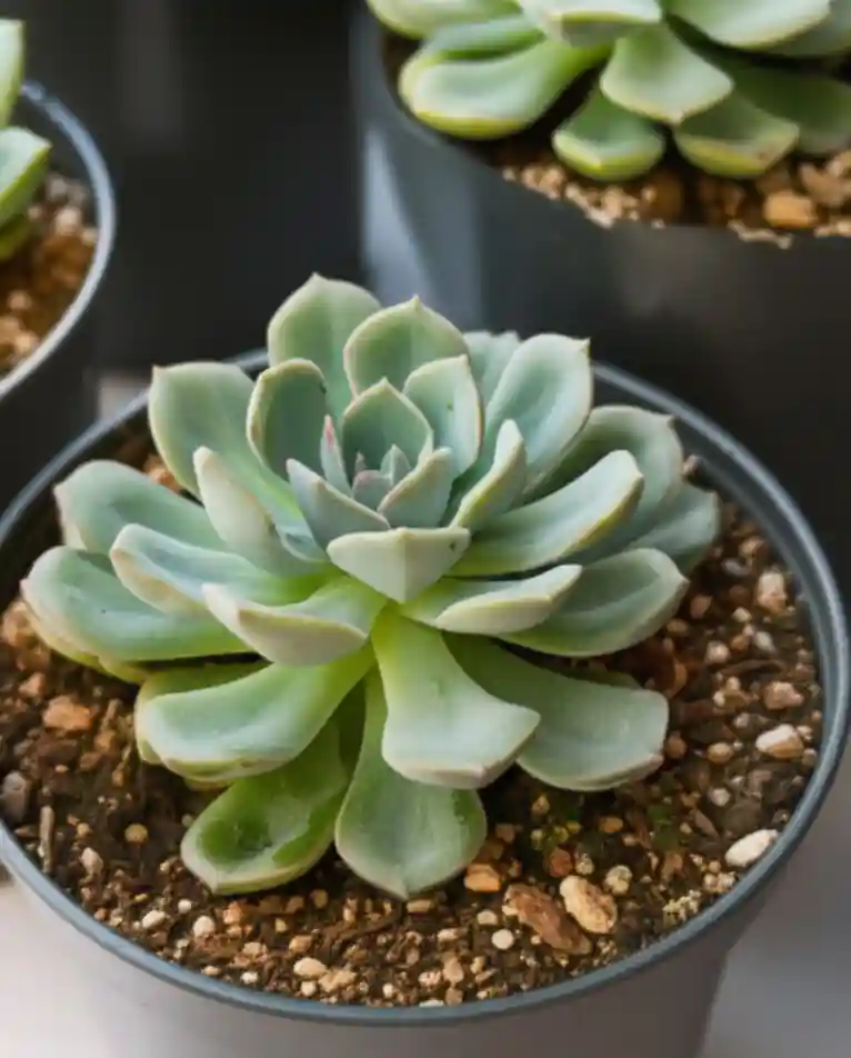 多肉植物的繁殖