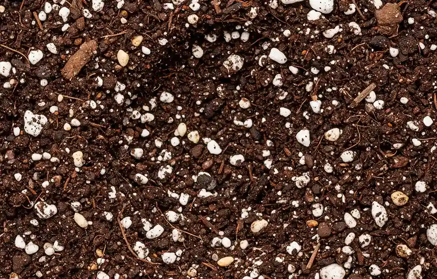 多肉植物常用土壤介質分析