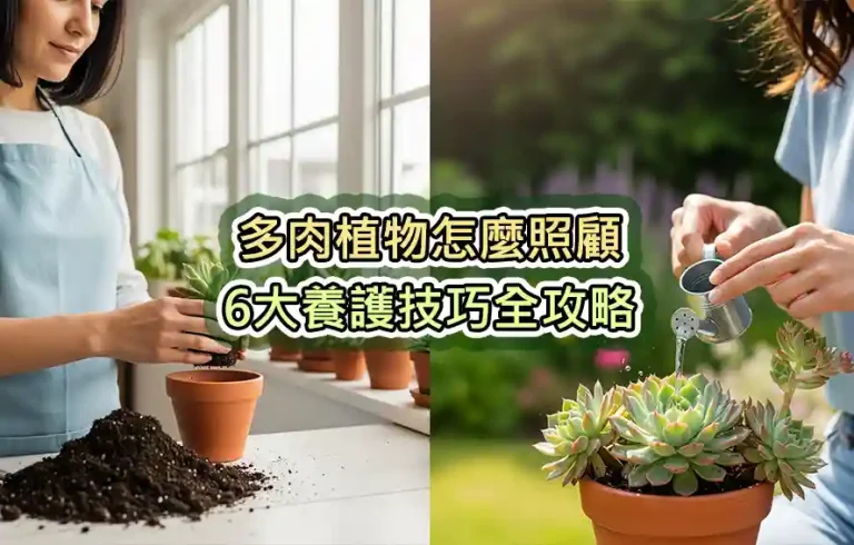 多肉植物怎麼照顧：6大養護技巧全攻略