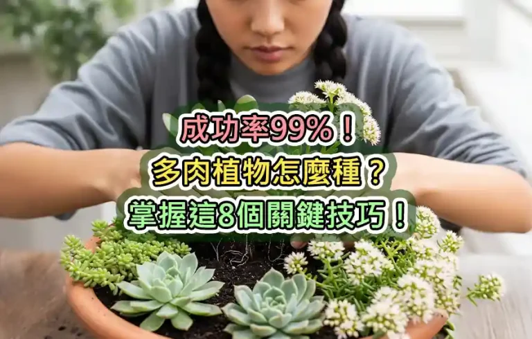成功率99%！多肉植物怎麼種？掌握這8個關鍵技巧！