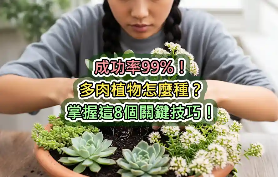 成功率99%！多肉植物怎麼種？掌握這8個關鍵技巧！