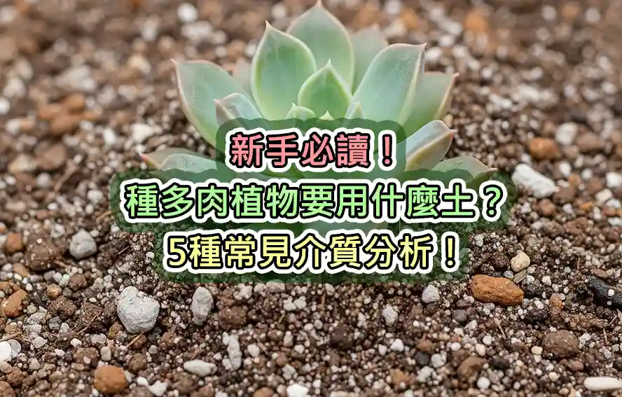 新手必讀！種多肉植物要用什麼土？5種常見介質分析！