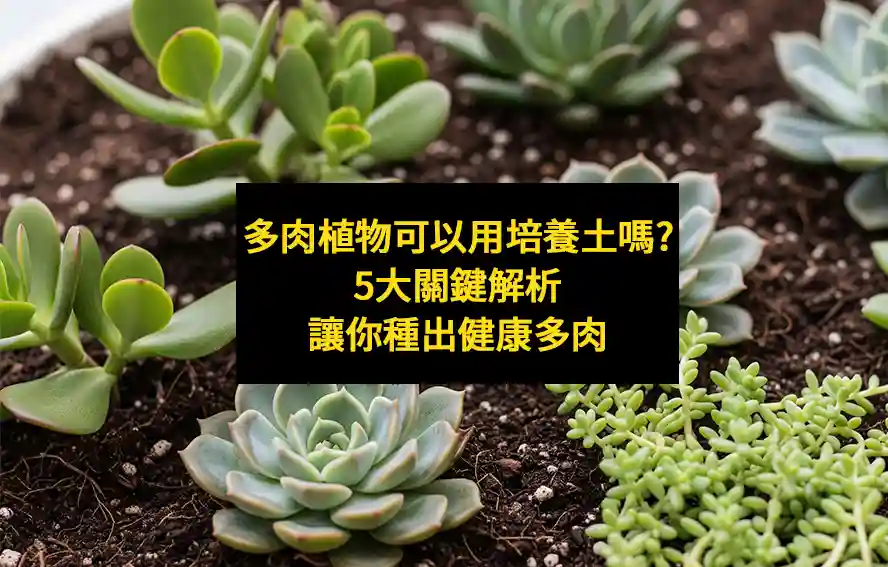 多肉植物可以用培養土嗎?5大關鍵解析讓你種出健康多肉