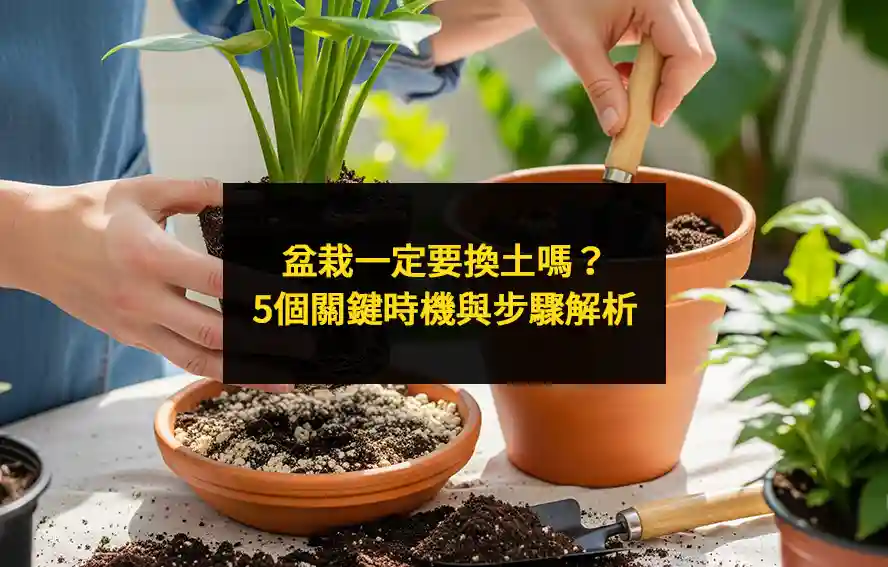 盆栽一定要換土嗎?5個關鍵時機與步驟解析