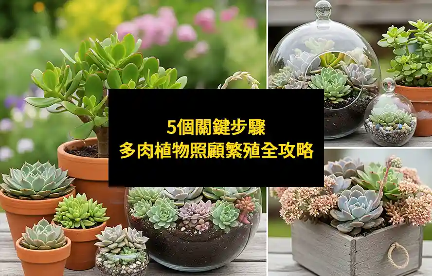 5個關鍵步驟：多肉植物照顧繁殖全攻略