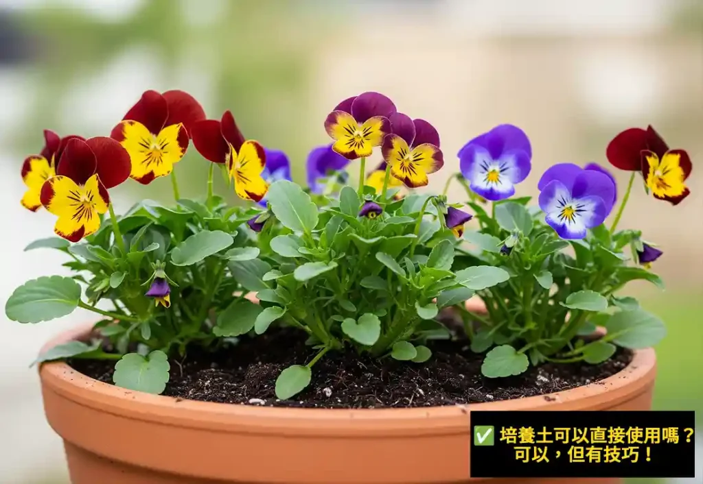 ✅ 培養土可以直接使用嗎？可以，但有技巧！
