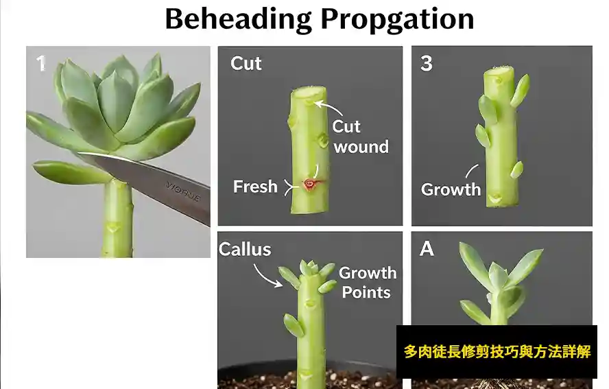 多肉徒長修剪技巧與方法詳解