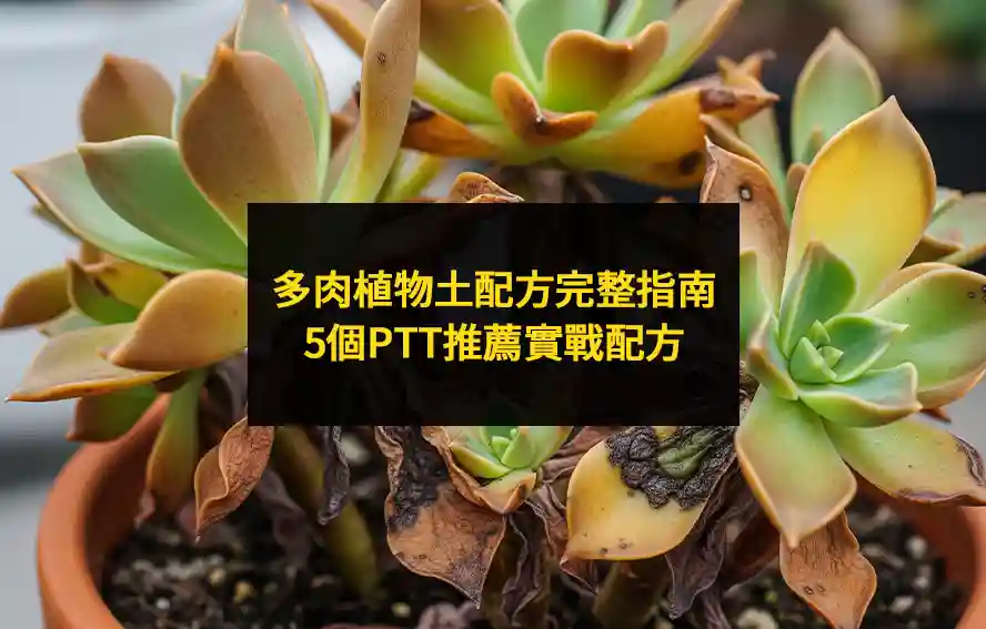 多肉植物土配方完整指南：5個PTT推薦實戰配方