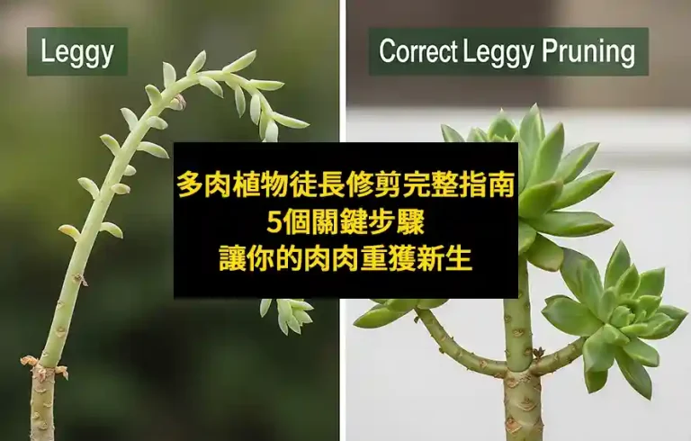 多肉植物徒長修剪完整指南：5個關鍵步驟讓你的肉肉重獲新生