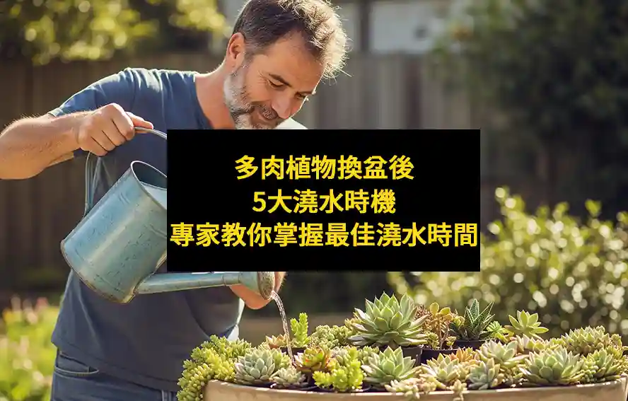 多肉植物換盆後5大澆水時機：專家教你掌握最佳澆水時間