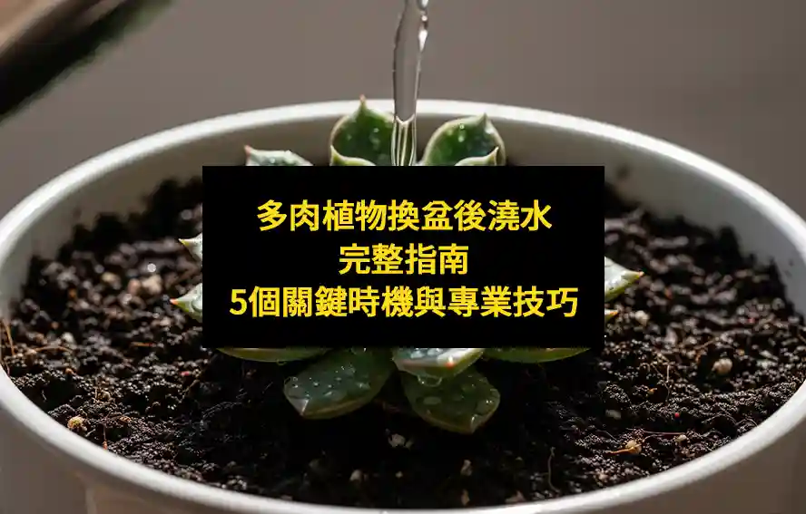 多肉植物換盆後澆水完整指南：5個關鍵時機與專業技巧
